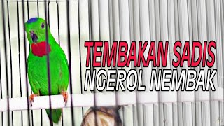 Masteran Mewah Serindit Gacor Ngerol Nembak Full Isian