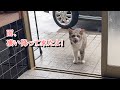 16：すんごい雨が降って来た時、お外の猫は？