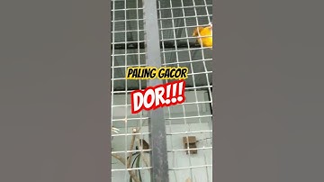 KANDANG BESAR AVIARY BURUNG KICAU KOLONI GACOR DOR BIAYA HEMAT.. #videoshorts #shorts