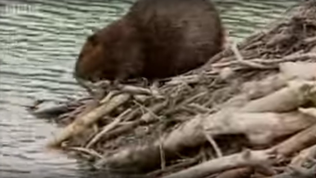 How Do Beavers Build A Dam | BBC - YouTube