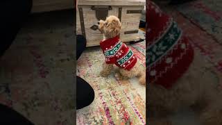 Teach your dog how to bow by Noodlesthepooch 5,880 views 3 years ago 1 minute, 1 second