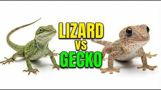 Lizards vs Geckos 🦎 | What’s the Difference? (2 Minutes Guide)