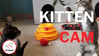 Kitten Cam - So Many Kittens! by Cat Depot 173 views 1 year ago 5 minutes, 54 seconds