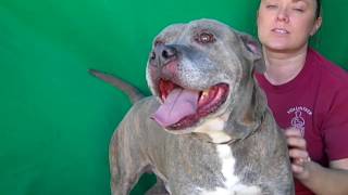 A5014837 Soul Pit Bulllabrador