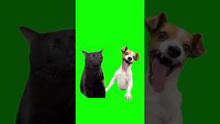 Кот И Собака На Зеленом Фоне