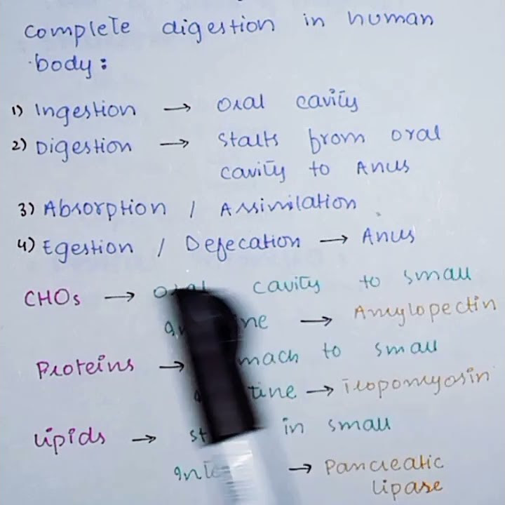 What Is Holozoic Digestion Digestive System YouTube what-is-holozoic-digestion-digestive-system-youtube