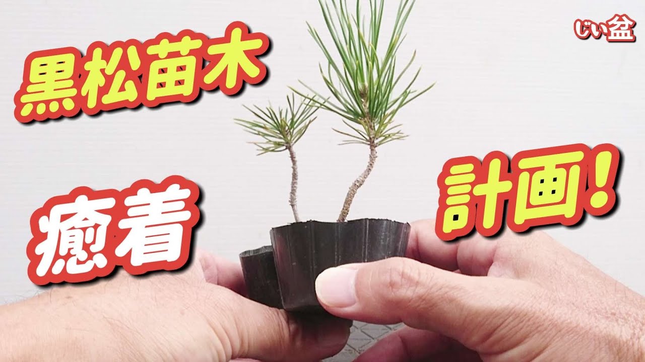 How many years will it take? Black pine seedling fusion plan
