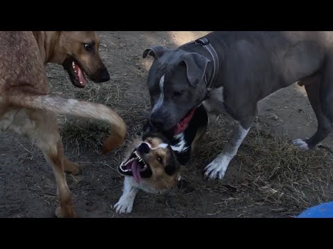 Video: Kaip Išmokyti šunį Komandų - „Duok“, „Paw“, „Fu“, „Aport“