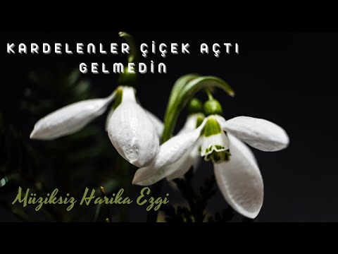 Kardelenler Çiçek Açtı Gelmedin - Müziksiz Ezgi / Ömer Faruk Demirbaş