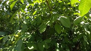 Çetnir Cevi̇z Fidanlarimiz