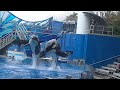 Orca Encounter with all FIVE orcas - January 17, 2021 - SeaWorld Orlando