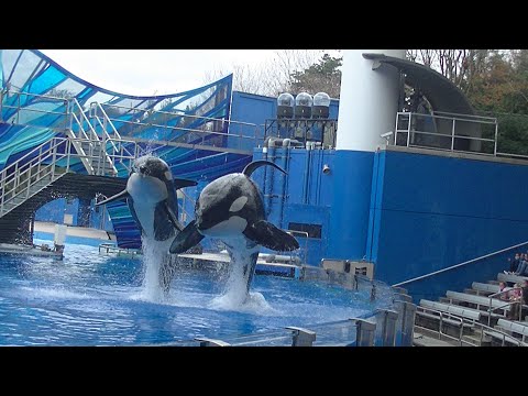 Video: „SeaWorld Orlando Orca“staiga Miršta
