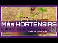 💐 HORTENSIAS x ESQUEJE 🌱 Cómo y Cuándo Multiplicarlas 🌱 [vídeo 7] Curso básico de FLORICULTURA | LdN