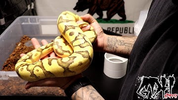 BEST WATER BOWLS FOR SNAKES!