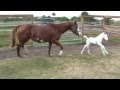 "Coconut"- Beautiful Rare WAR HORSE Medicine Cap Filly - first day outside!