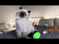 Extremely Cute Siberian kitten male #5 Siberian breeder Cattery Winter Paws Connecticut