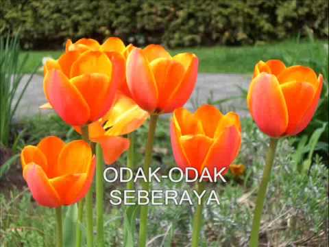 Odak-Odak Seberaya
