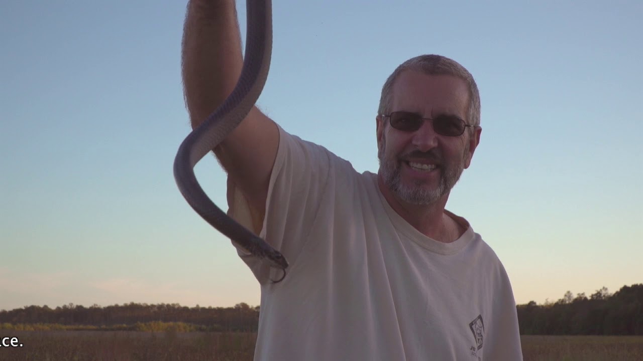 snake oil Black Racer tries to bite my face