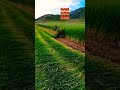 (Indica rice, Japonica rice), wheat (winter/spring), corn, sorghum, millet