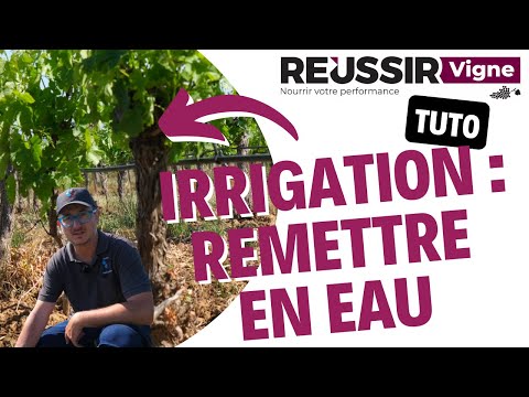 Vidéo: Exigences d'irrigation de la vigne : en savoir plus sur l'arrosage des raisins dans le jardin