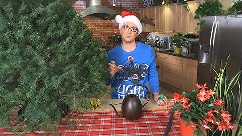 How To Keep Your Christmas Tree Green - Ace Hardware