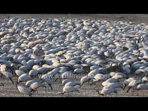 Thousands of Demoiselle cranes gather at Khichan bird feeding ground