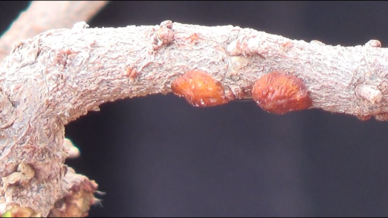 Eliminar cochinilla lapa en bonsai