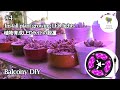 【多肉植物】#4 多肉棚に植物育成LEDライトを設置 Install plant growing LED lights ［balcony］