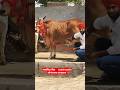 क ह न र ह र Pure Sahiwal Cow For Sale Original Breed Sahiwal Cow For Sale Trending Cow Farm क ह न र ह र Pure Sahiwal Cow For Sale Original Breed Sahiwal Cow For Sale Trending Cow Farm