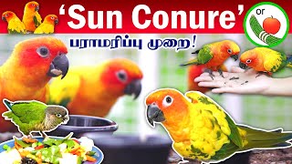 Sun Conure Bird | Sun Conure Breeding Tips | Sun Conure Price | Pets Paradise | Pets | Free Flight