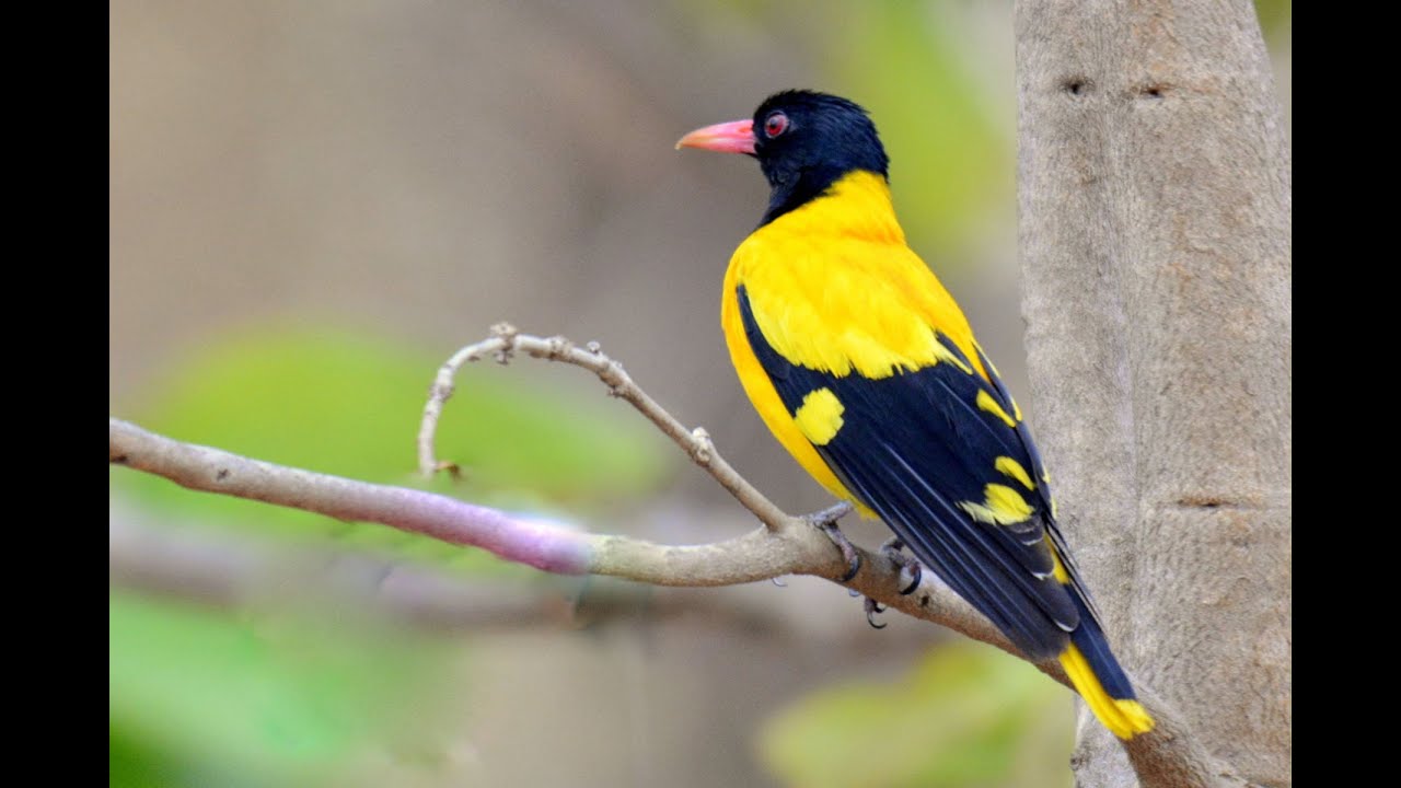 Black-hooded Oriole (হলদে পাখি) 