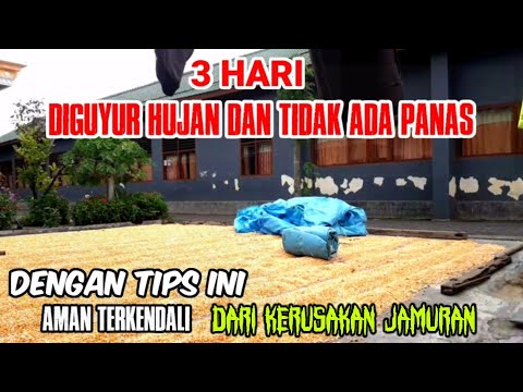 Video: Bagaimana cara mengeringkan jagung permata kaca?