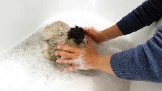 OSFT VLog | January 21st 2020 - Scruff, Our Silky Chicken Has A Bubble Bath