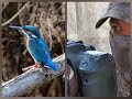 Photographier le Martin-pêcheur ( Affût animalier )