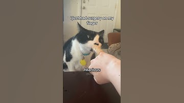 This Cat Couldn’t Believe What He Saw 😹