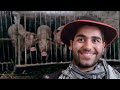 Irańczyk w Polsce pierwszy raz widzi świnię - chce ją wydoić