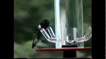 Hummingbird Feeder HB-1 by Peter