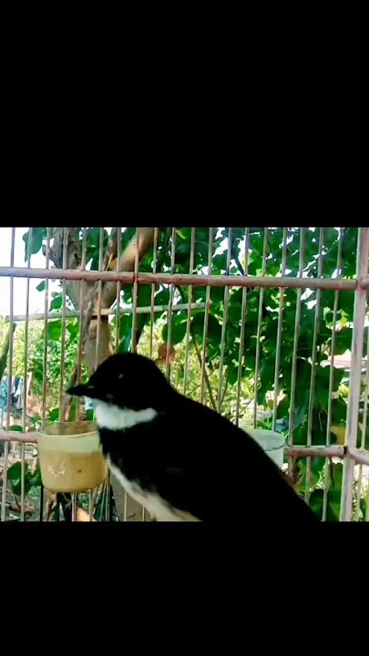 merdunya suara burung sikatan kipas#sikatankipasgacor #sikatanjawa #sikatan#shorts