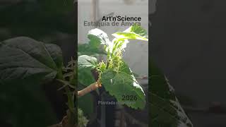 Estaquia de Amora #plantas #frutas #berries #mulberry #planta #natureza #artnscienceproject #pomar