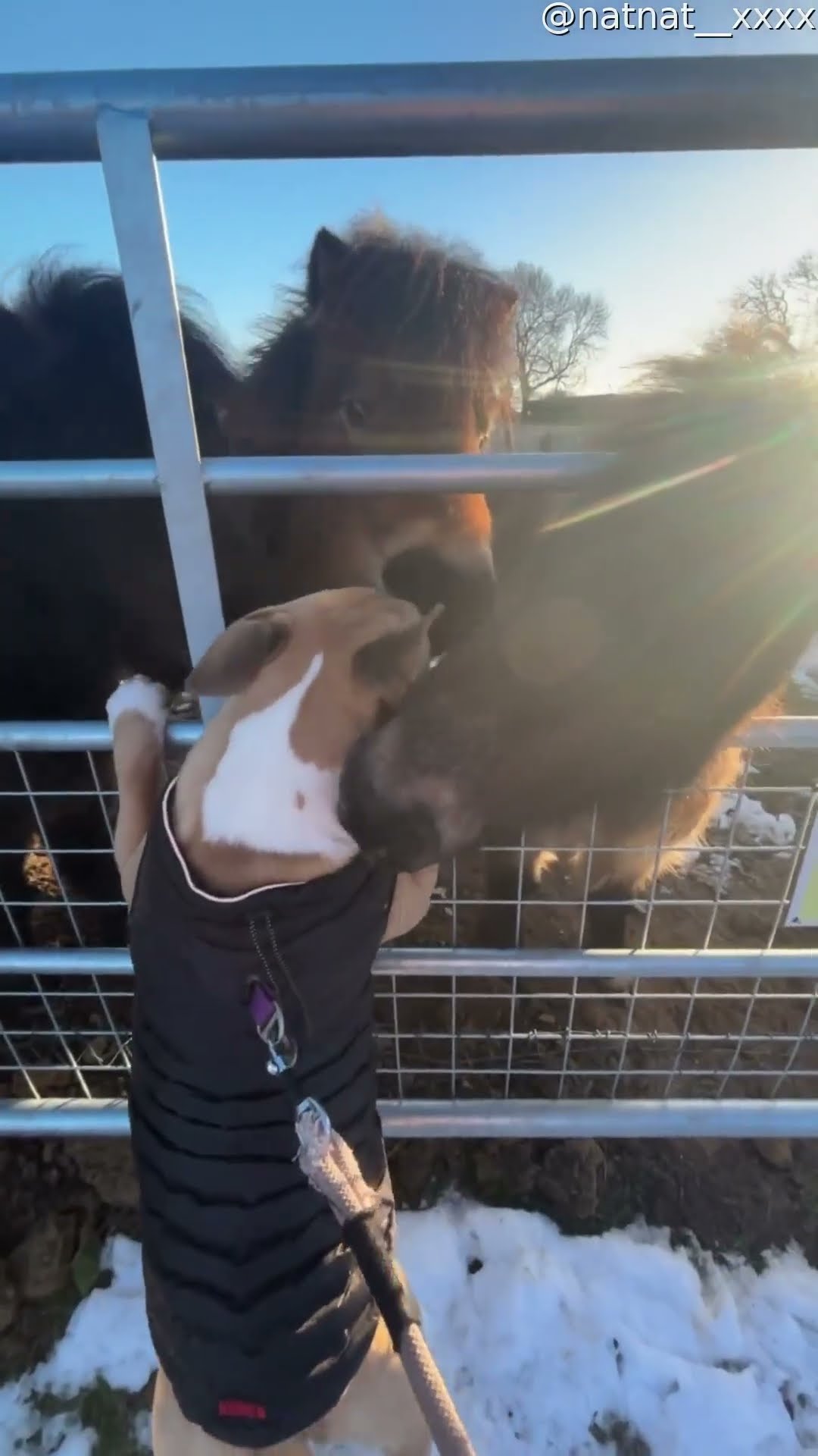 Shetland Ponies Love Bull Terrier || ViralHog