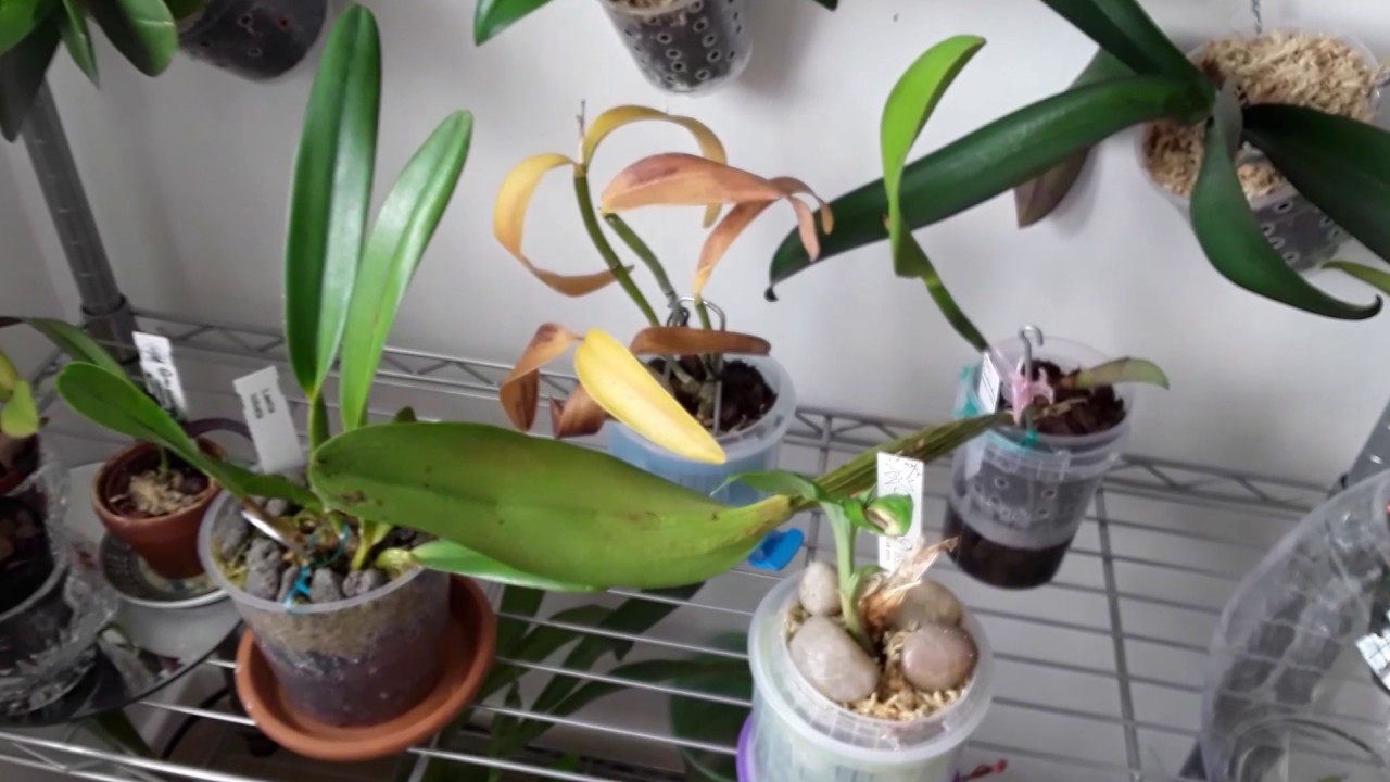 M.E.s Orchids YouTube