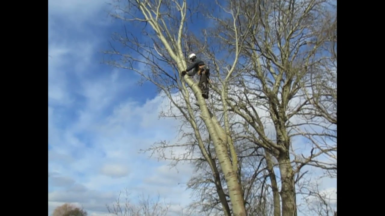 михлин тополя мала