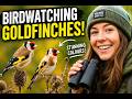 “Watch These Birds Up Close – Nature at Its Best! Relaxing Nature Video with Bird Sounds