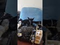 #dog #funny #funnydogs #pets