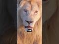 The White Lion Is Extremely Rare In The Wild