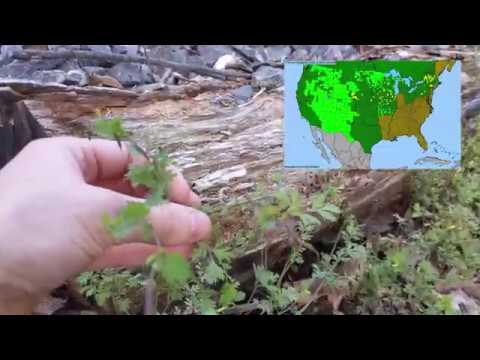 Video: Corydalis: en beskrivning av blomman. Corydalis: reproduktion, vård