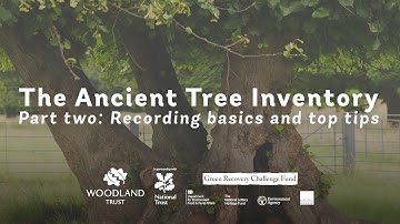 How to record ancient trees - top tips | ATI Part 2