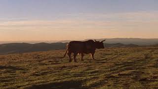 Zapata is Free (Cowboy Up)