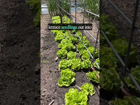Video: Mis on lactuca sativa seemned?