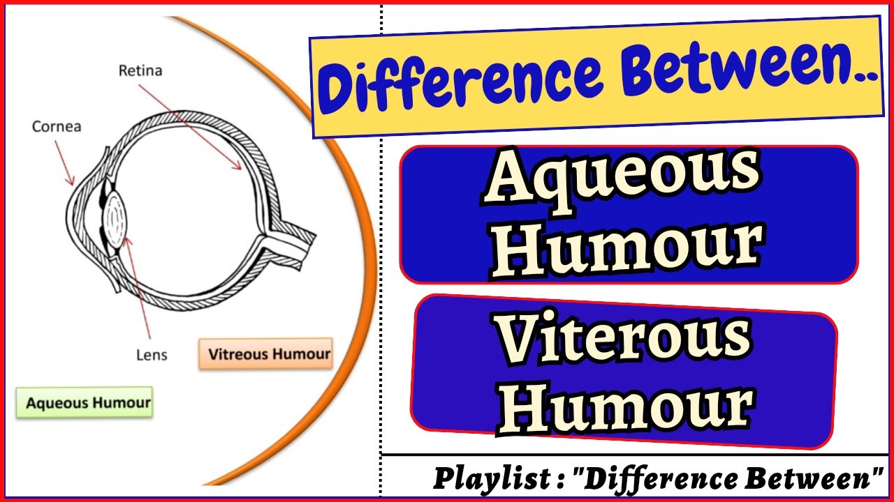 Difference Between Aqueous Humour And Vitreous Humour retina biology Difference Between Aqueous Humour And Vitreous Humour retina biology